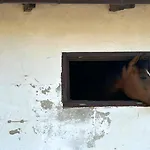 B&B Sakowcowka - , Stajnia *