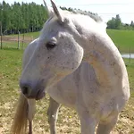 B&B Sakowcowka - , Stajnia Chwaszczyno