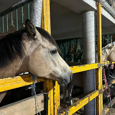 Sakowcowka - , Stajnia Lapino Kartuskie