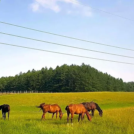 Sakowcowka - , Stajnia * Lapino Kartuskie