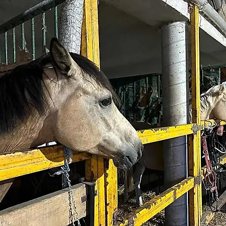 Sakowcowka - , Stajnia * Lapino Kartuskie