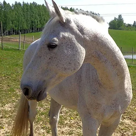 Panzió Sakowcowka - , Stajnia Lapino Kartuskie