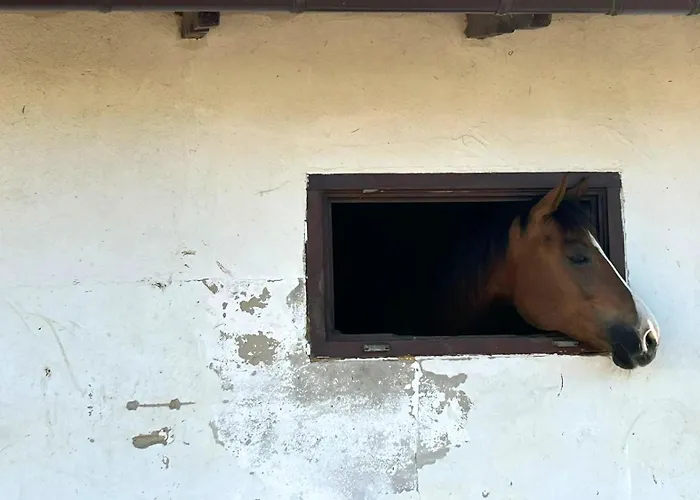 Bed & Breakfast Sakowcowka - , Stajnia *