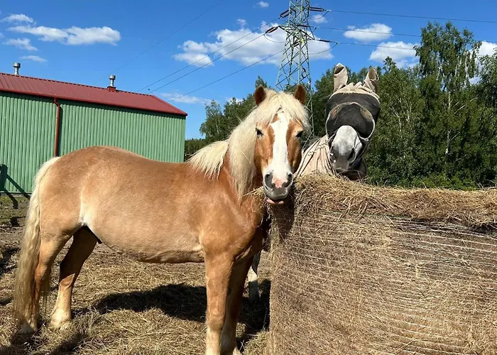 Sakowcowka - , Stajnia *