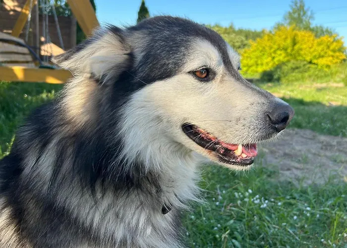 Sakowcowka - , Stajnia Отель типа 